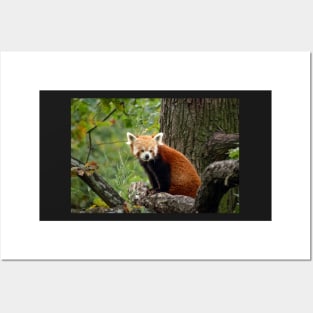 Cute Red Panda Posters and Art